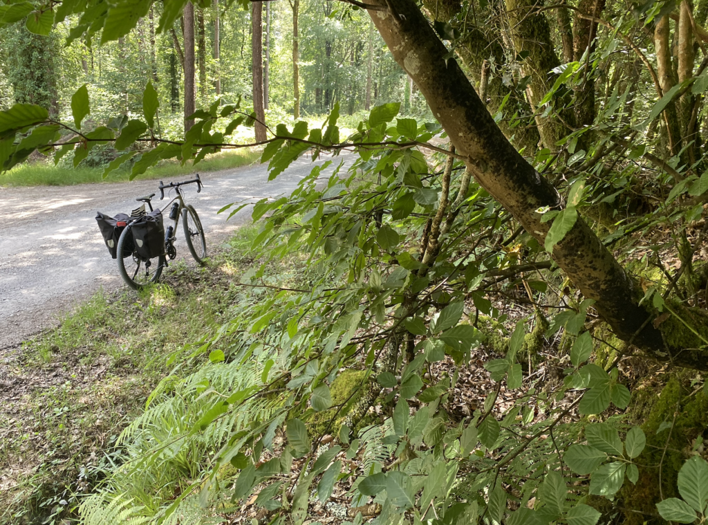 Dans la forêt de Landévennec, Brtetagne