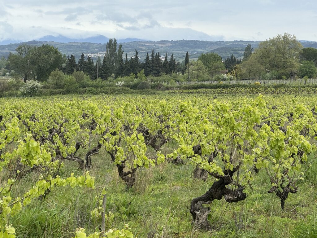 Vignes à Tulelle (Drôme)