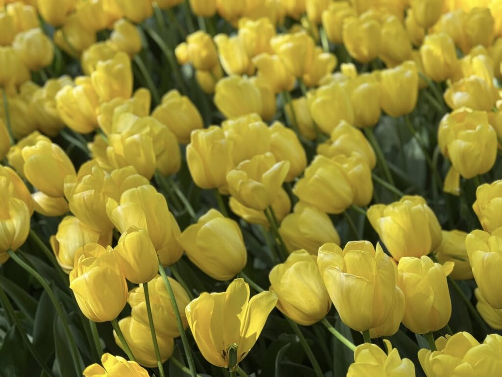 Keukenhof