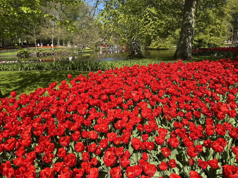 Keukenhof