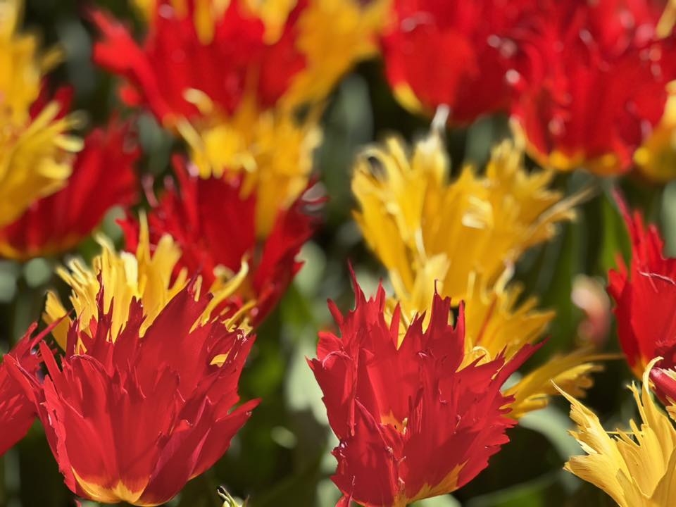Keukenhof