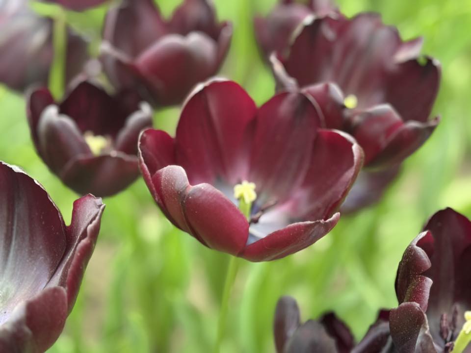 Keukenhof