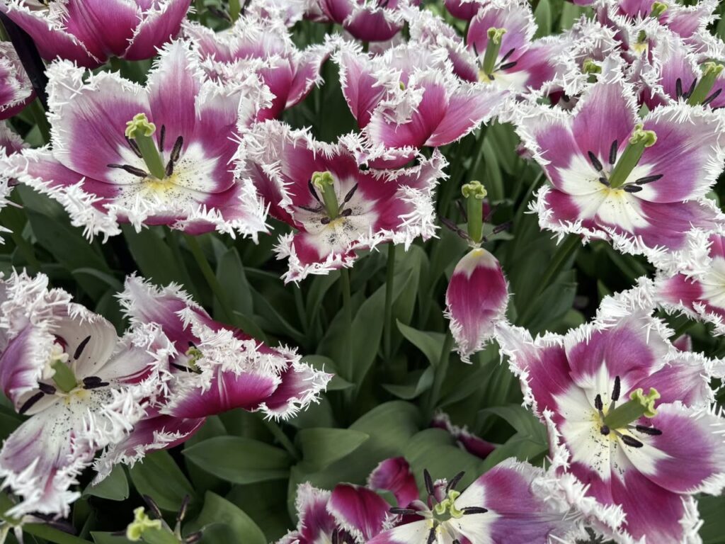 Keukenhof