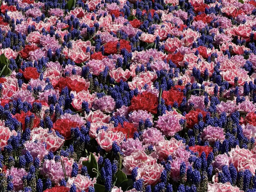 Keukenhof