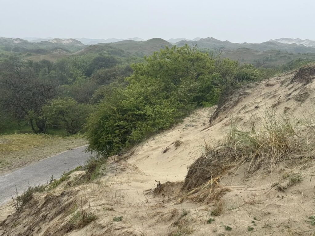 Les dunes de Bergen aan Zee, Pays-Bas