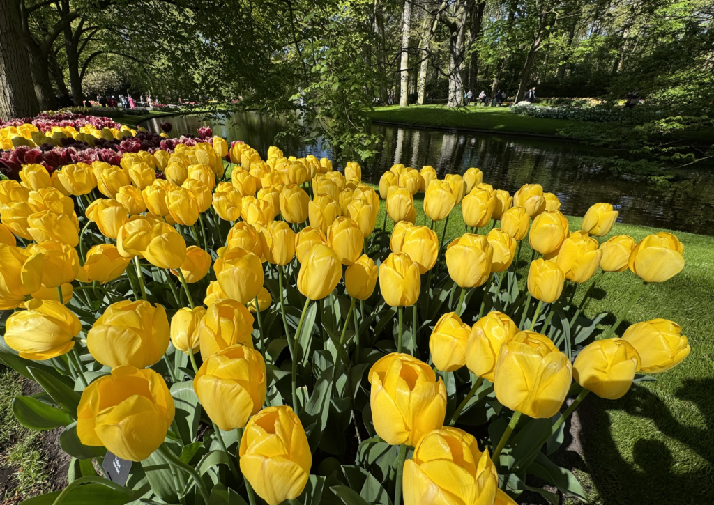 Keukenhof