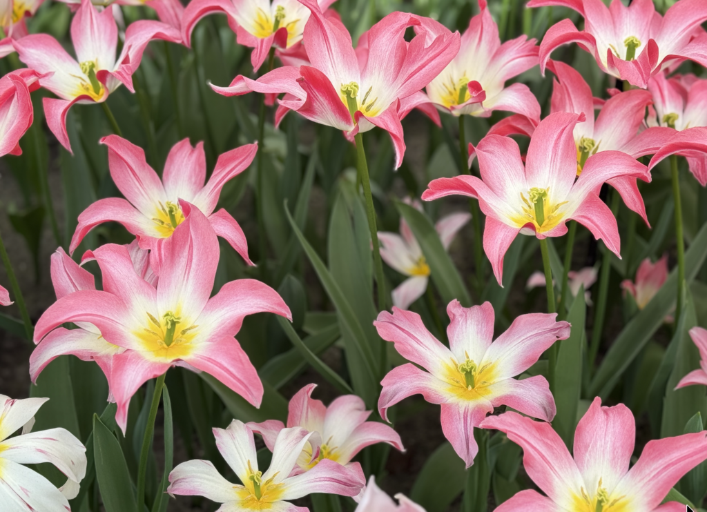 Keukenhof