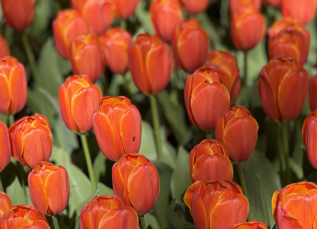 Keukenhof