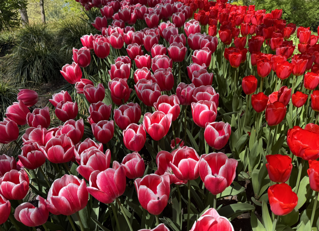 Keukenhof