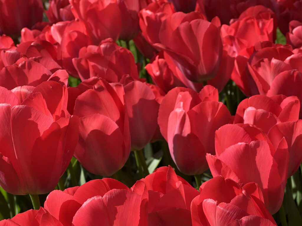 Keukenhof