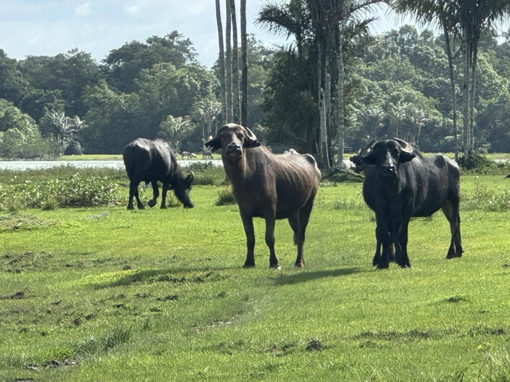 Buffles, Brésil