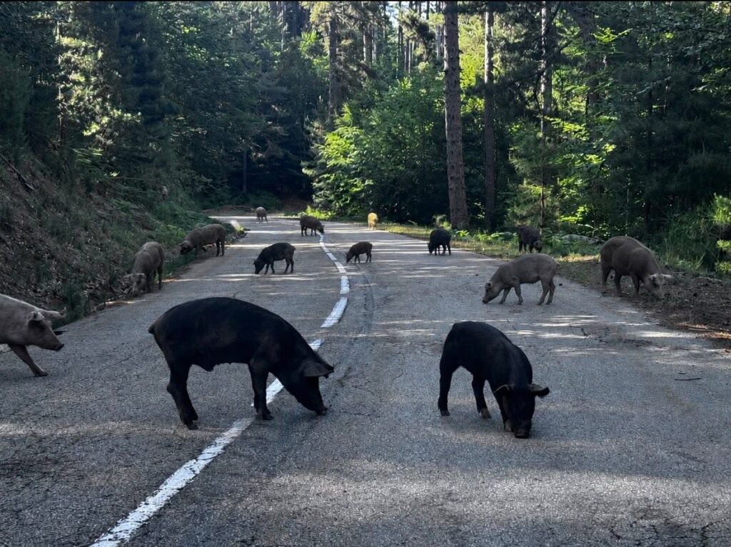 Cochons sur une route corse