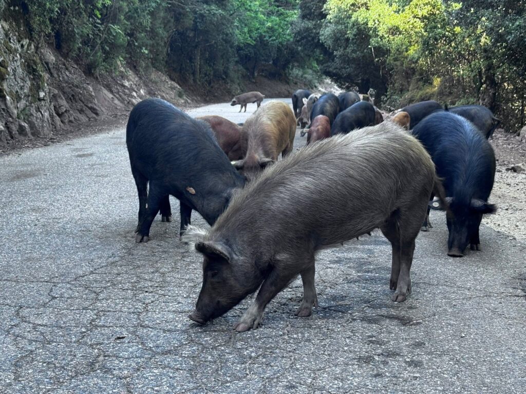Cochons sauvages en Corse