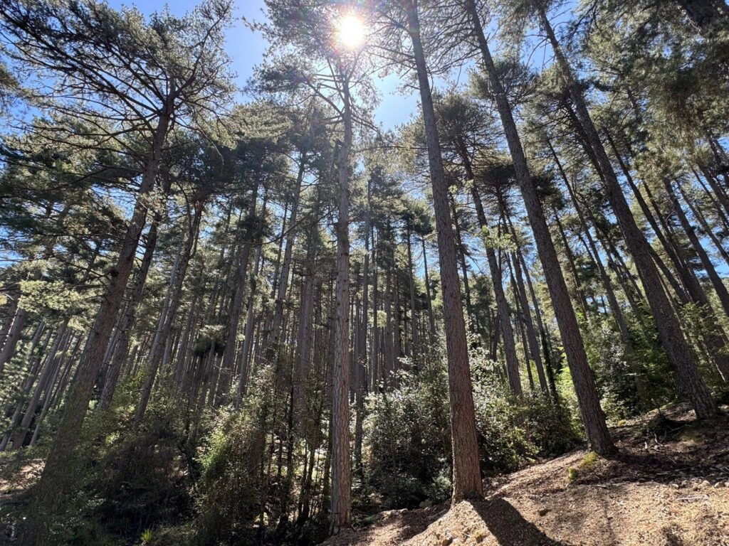 La forêt d'Aïtone, Corse