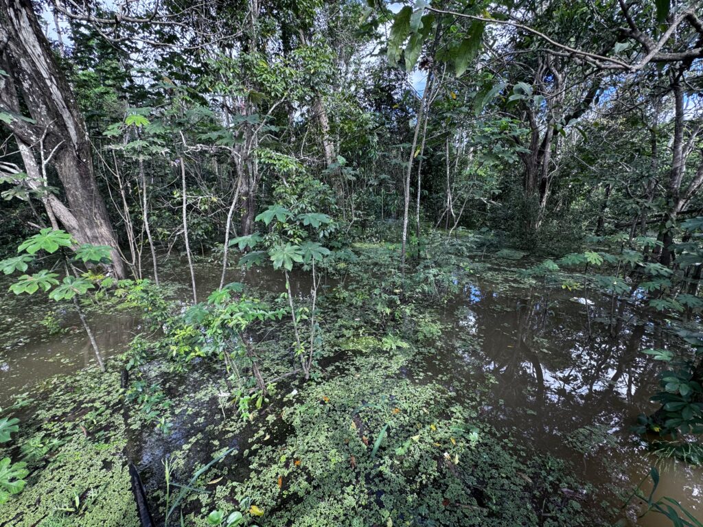 Dans la forêt amazonienne, Brésil