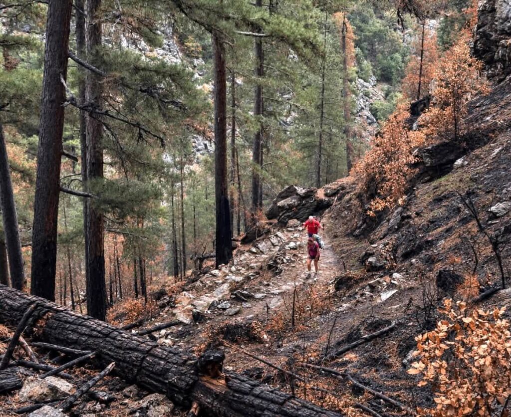Après l'incendie dans les gorges du Tavignanu, Corse